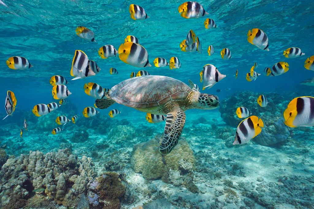 Diving in French Polynesia: Top 5 Diving Spots