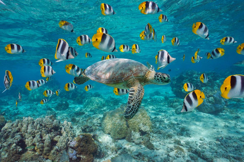 Meeresschildkröte und tropische Fische