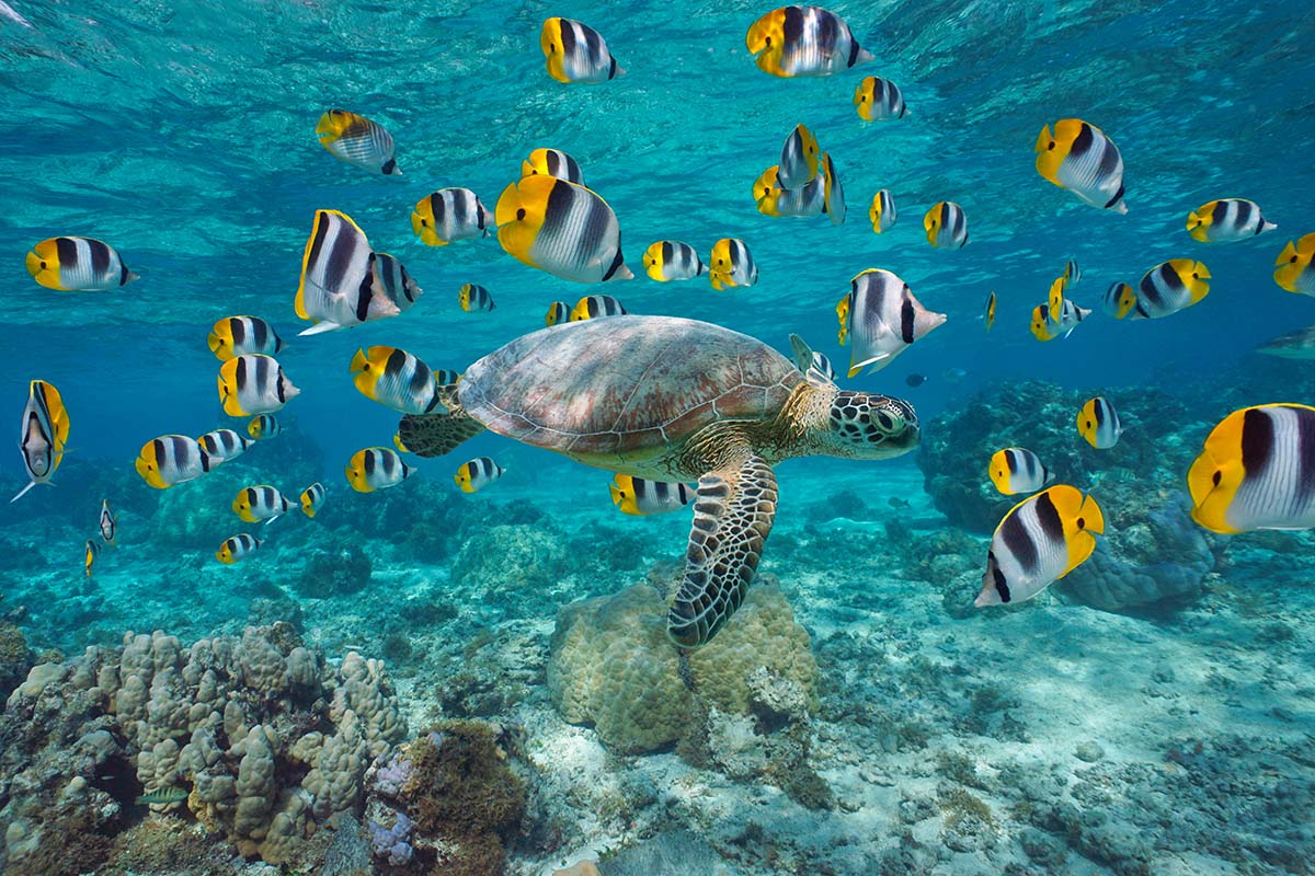 Sea turtle and tropical fish
