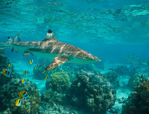 Requins en Polynésie française : L’observation en toute sécurité