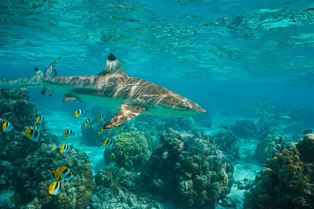 Requins en Polynésie française : L'observation en toute sécurité