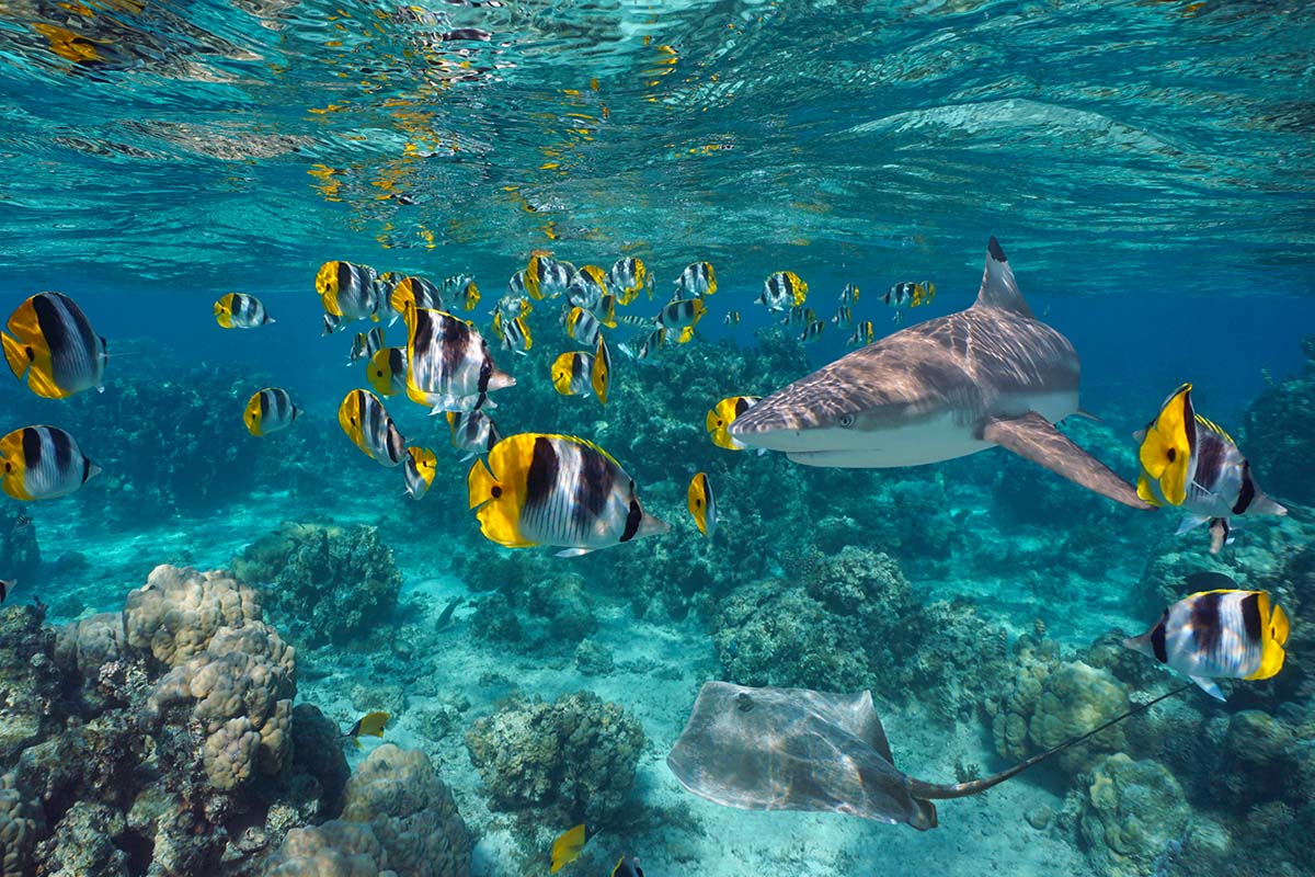 Sharks during a snorkeling session in Moorea