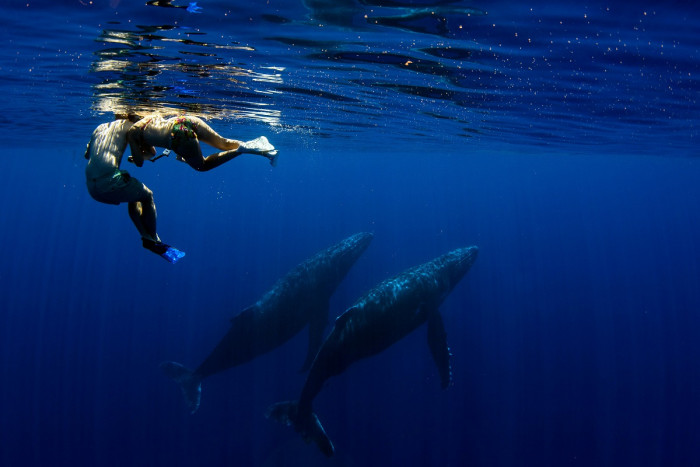 Schwimmen mit Walen in Tahiti, Französisch-Polynesien