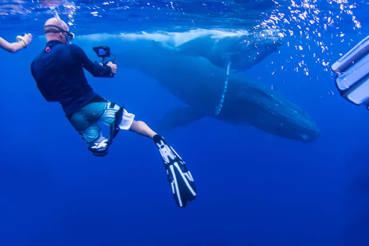 Nager avec les baleines à Tahiti, Polynésie française