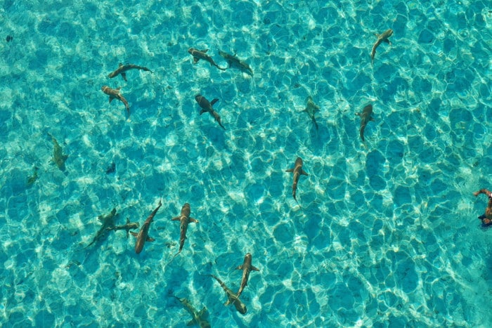 Requins dans le lagon de Tahaa