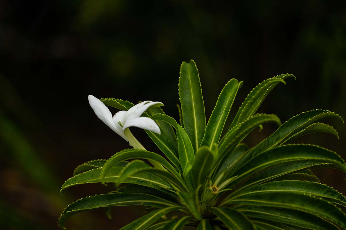 Tiare Apetahi, famous flower of Raiatea
