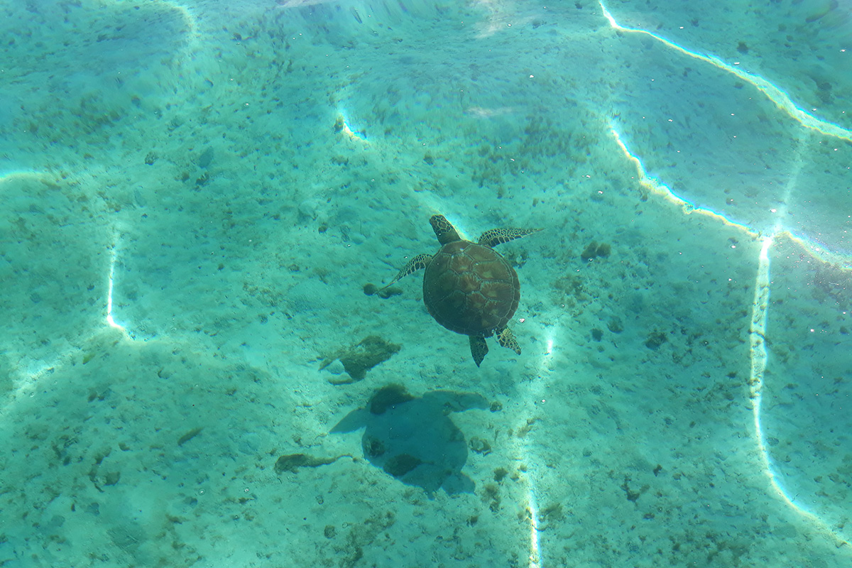 Observing marine life, including turtles, during the jet-ski tour in Tahiti
