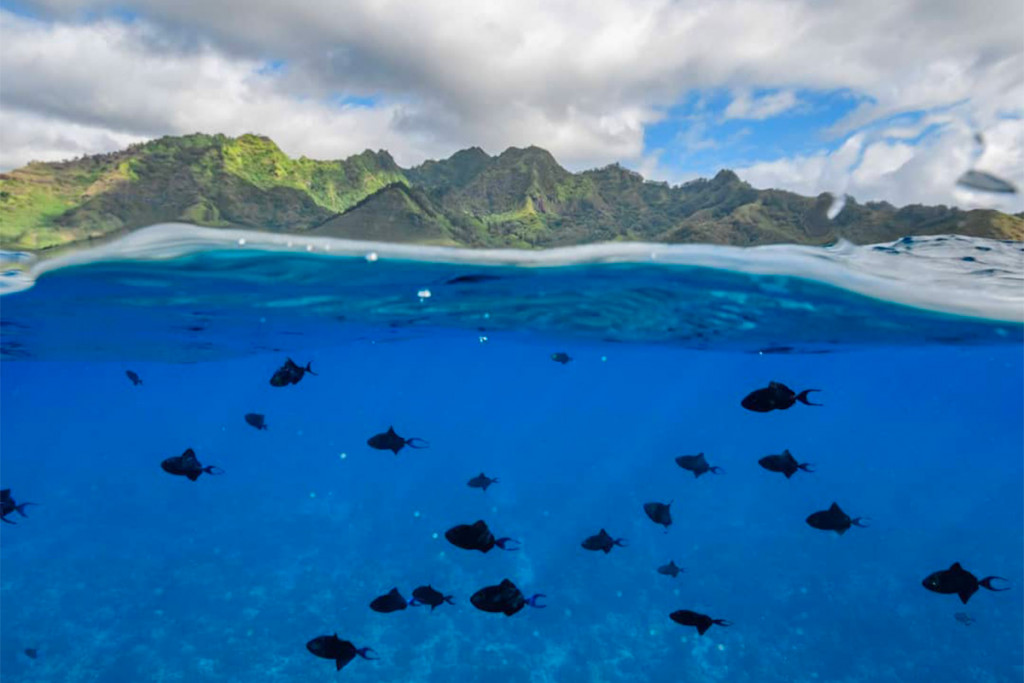 TwoHour Snorkeling Tour in Moorea Online Booking