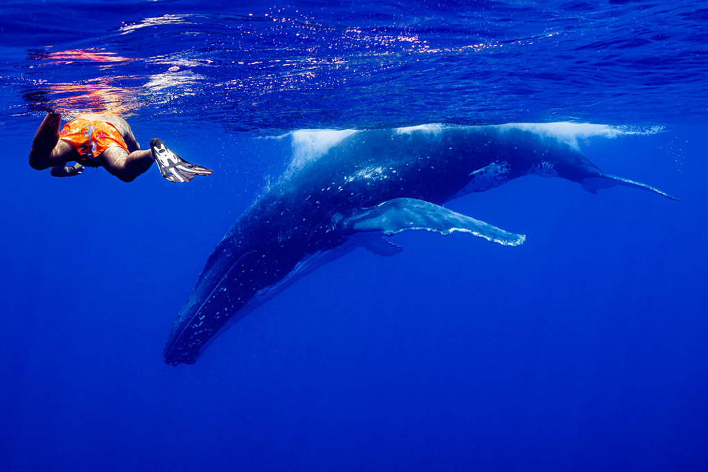 Sehenswürdigkeiten in Französisch-Polynesien: Walbeobachtung auf Moorea