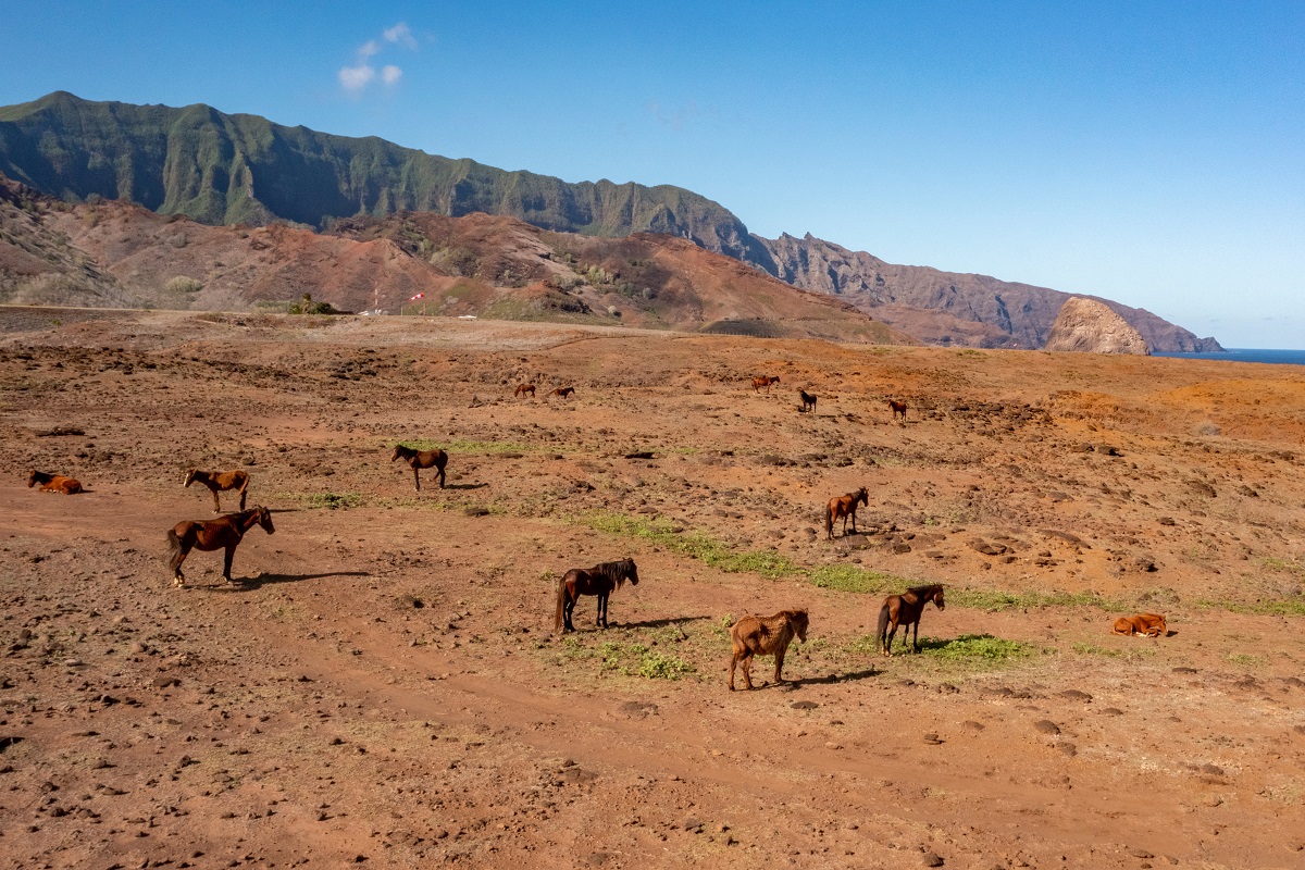 Meet the wild horses on Ua Huka