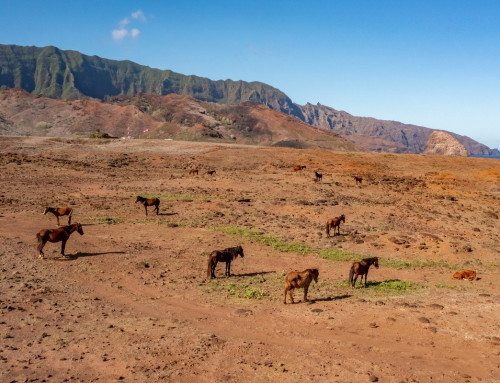 Beste Reisezeit für die Marquesas-Inseln: Die richtige Jahreszeit!
