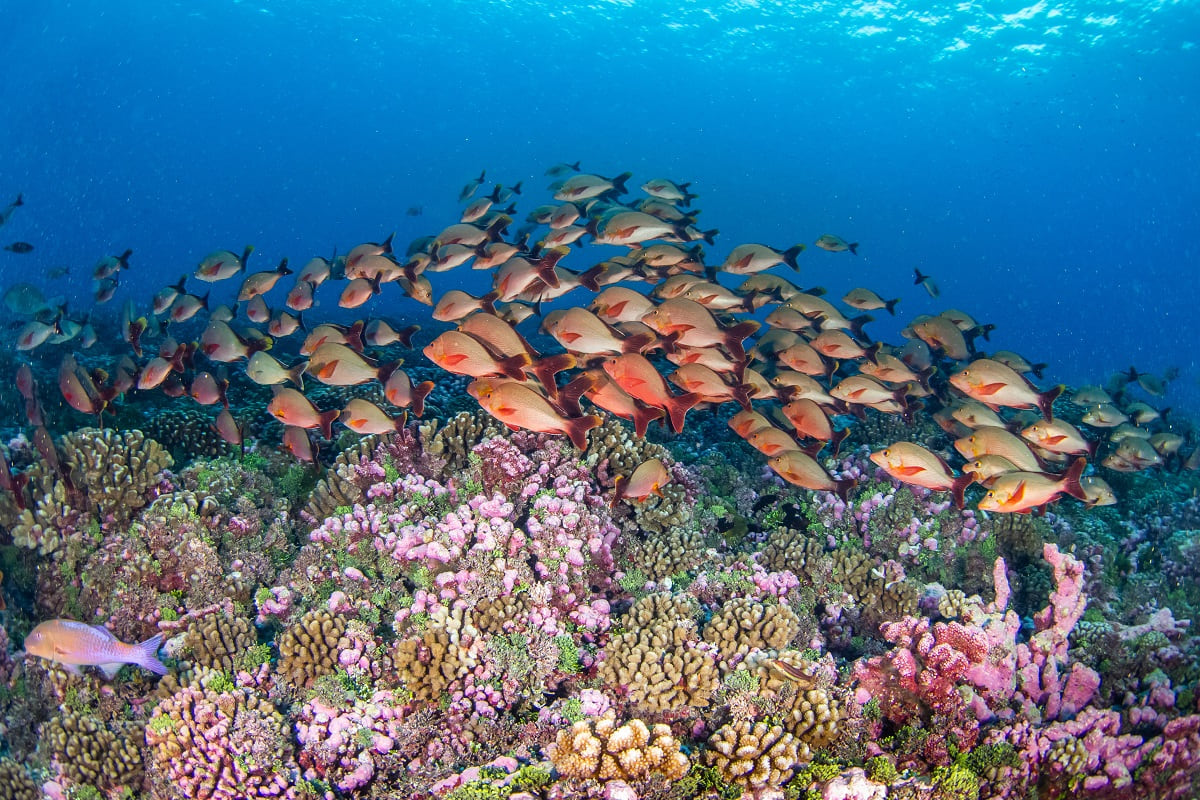 Tropische Fische in Tikehau, Französisch-Polynesien