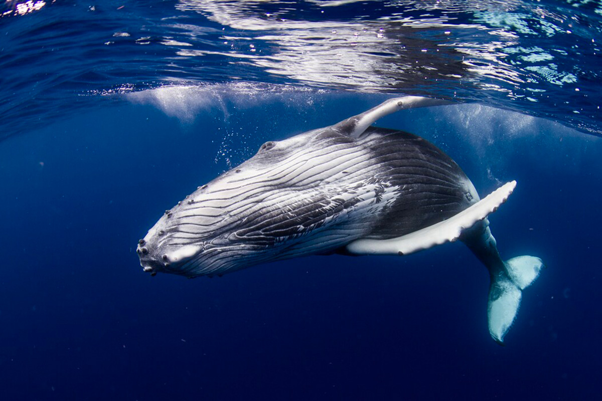 Whale Watching Activity in Bora Bora