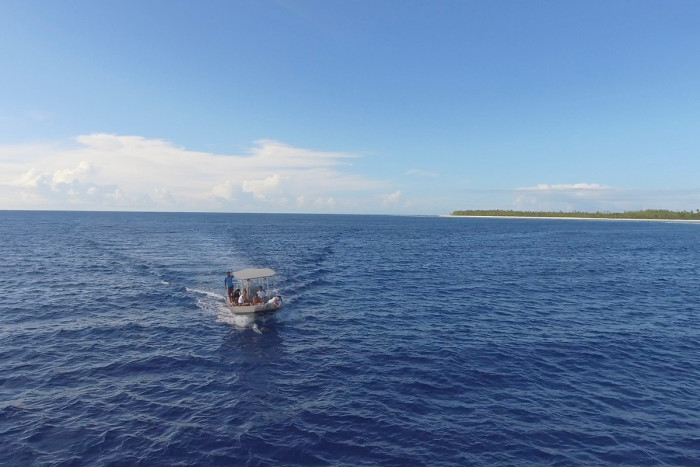 Excursion d'observation des baleines à Bora Bora