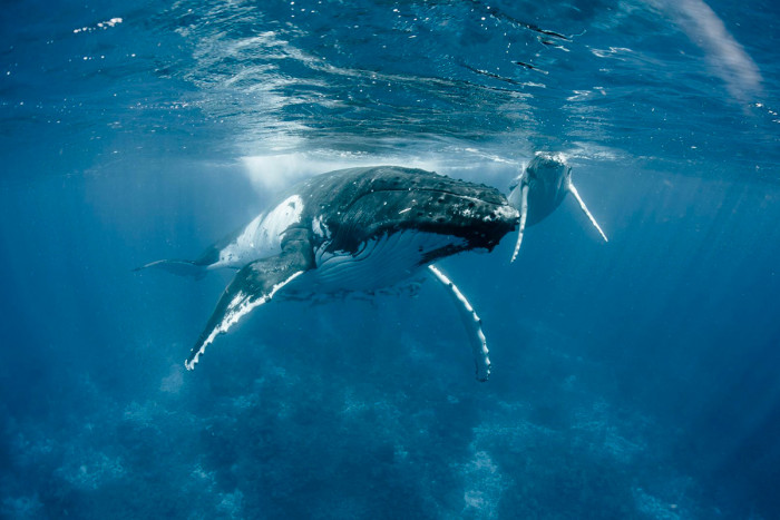 Demi-journée d'observation des baleines à Bora Bora