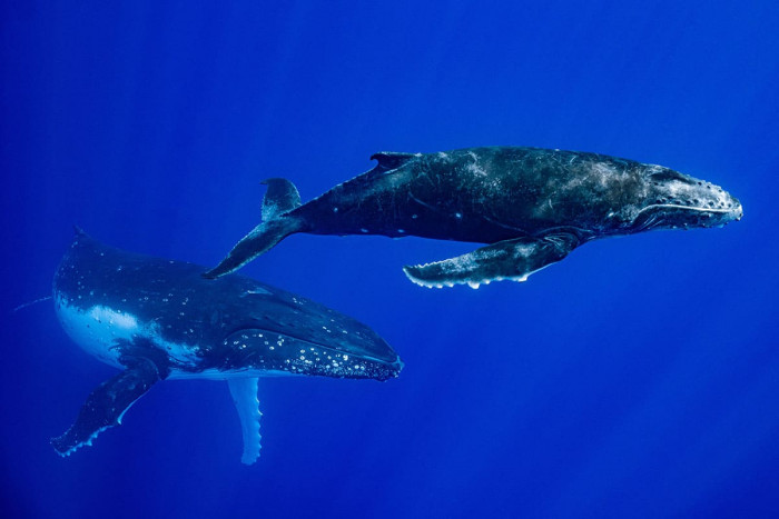 Observation des dauphins et des baleines à Moorea