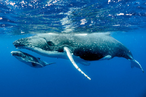 Observation et nage avec les baleines à Moorea - Réservation en Ligne - Polynesia Paradise